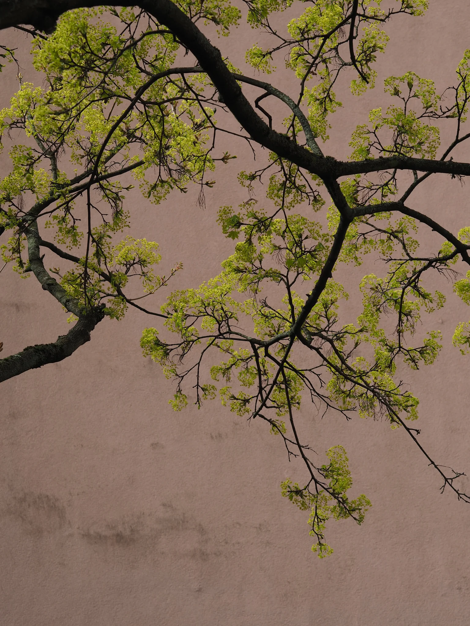 Tree on a salmon-colored wall
