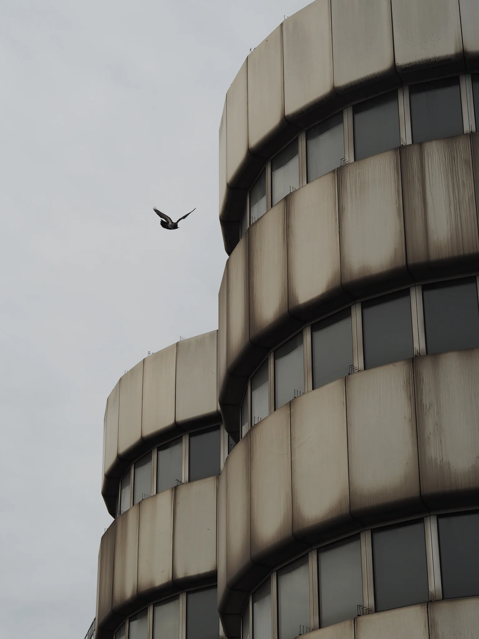 Bird flying near brutalist architecture